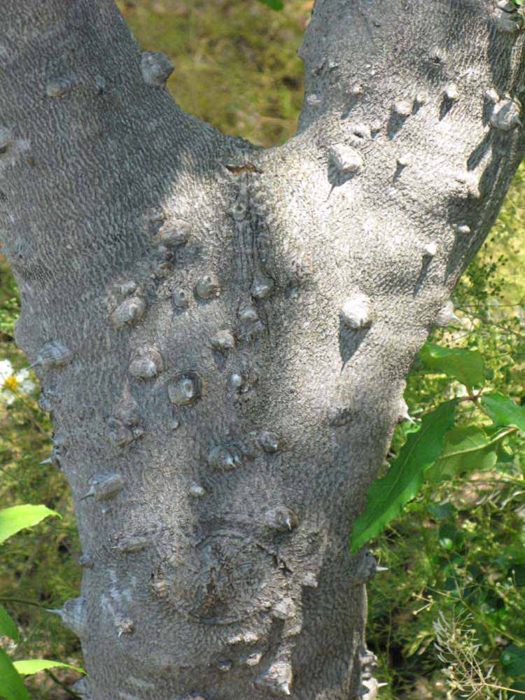         Bark (Winter Haven, FL)  